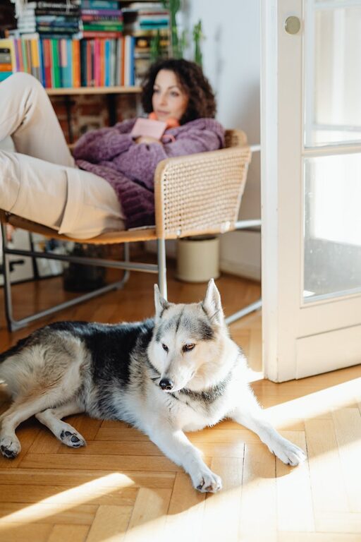 Kako napraviti udoban i bezbedan kutak za vašeg ljubimca